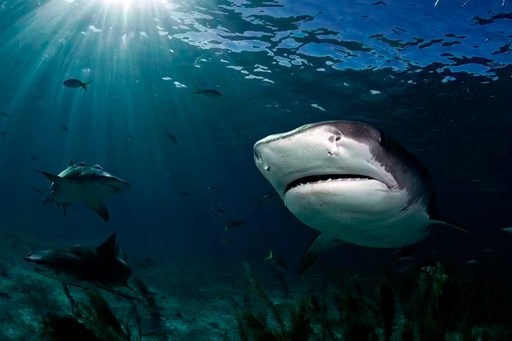 Suas fotos, capturadas com lentes fish-eye, exigem aproximação extrema dos animais para registrar suas cores reais, devido às limitações da luz debaixo d'água. 