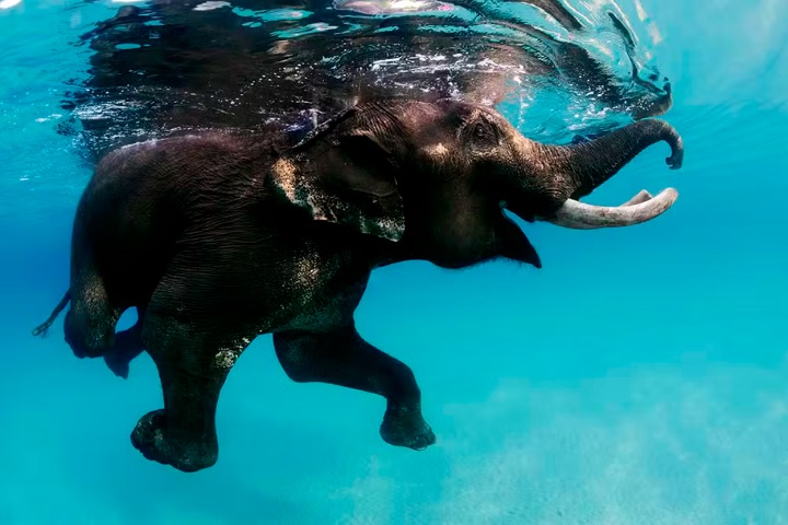 Mesmo animais aparentemente inofensivos já causaram momentos de perigo. Durante uma expedição na Índia, um elefante indiano, conhecido por nadar, acabou sendo surpreendido por uma onda e caiu por cima do brasileiro. Achei que ia morrer ali, relembrou.