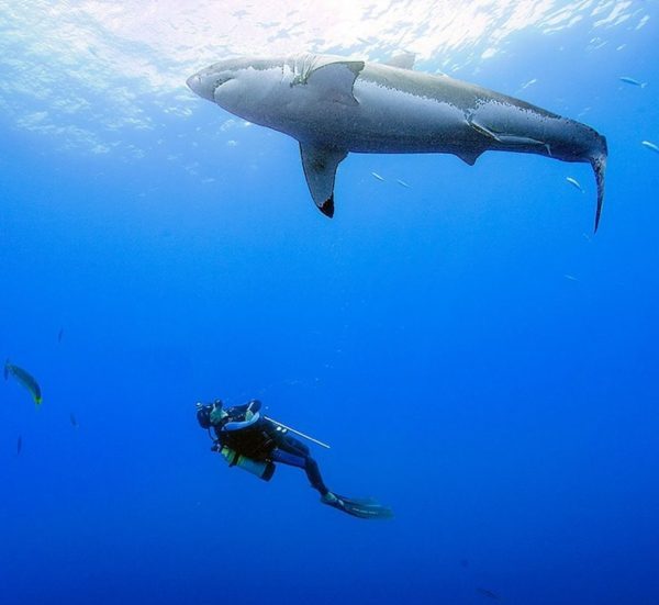 Entre os companheiros mais marcantes, estão Bruce, um tubarão-branco enorme, e Ema, uma tubarão-tigre das Bahamas, que virou o xodó do fotógrafo.