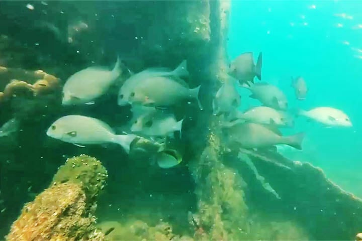 A ilha artificial da Baia Cockle passou a hospedar uma rica variedade de pássaros marinhos e terrestres, além de peixes.
