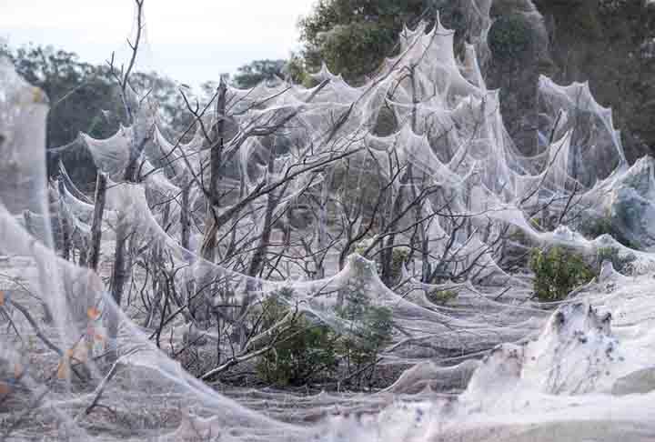 Teias de aranha massivas: Muita gente já deve ter visto imagens de teias gigantescas pela internet. Esse fenômeno pode ocorrer por vários motivos e envolve a atividade de muitas aranhas trabalhando em conjunto. 