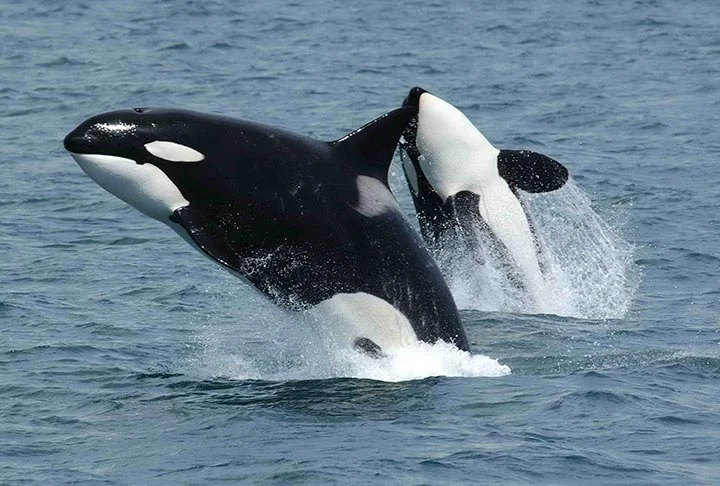 As orcas, apesar de uma certa confusão em relação a isso, não são baleias. Elas fazem parte da família dos golfinhos.  