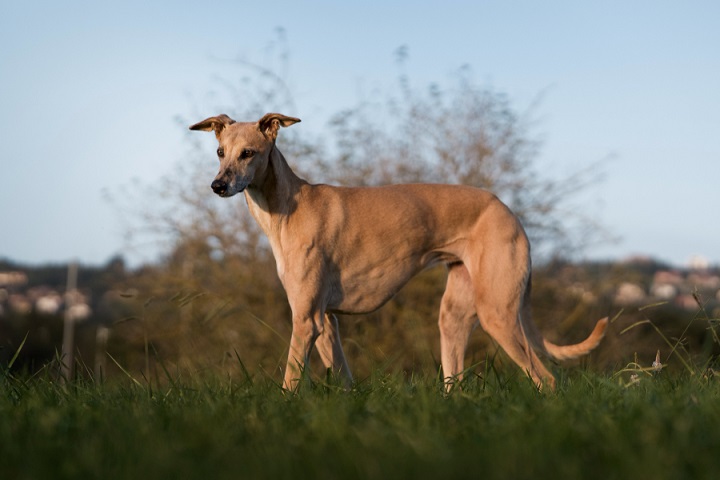 8º) Galgo Italiano: Também chamada de Italian Greyhound, essa é uma raça elegante e esguia, descendente dos antigos galgos do Egito e Roma Antiga. Apesar do aspecto frágil, é ágil e adora correr.