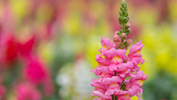 Estudo revela que bocas-de-leão ouvem o zumbido de abelhas e aumentam a doçura do néctar para atrair polinizadores com mais eficiência
