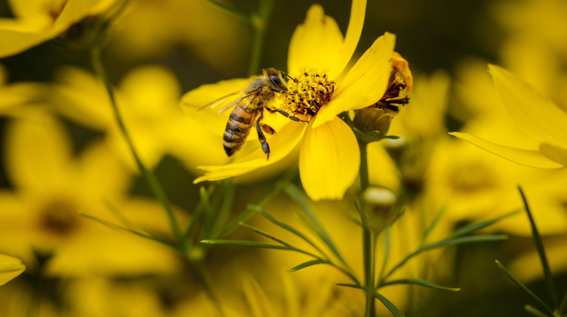 Ao escutarem o zumbido das abelhas, flores aumentam a doçura do néctar em segundos