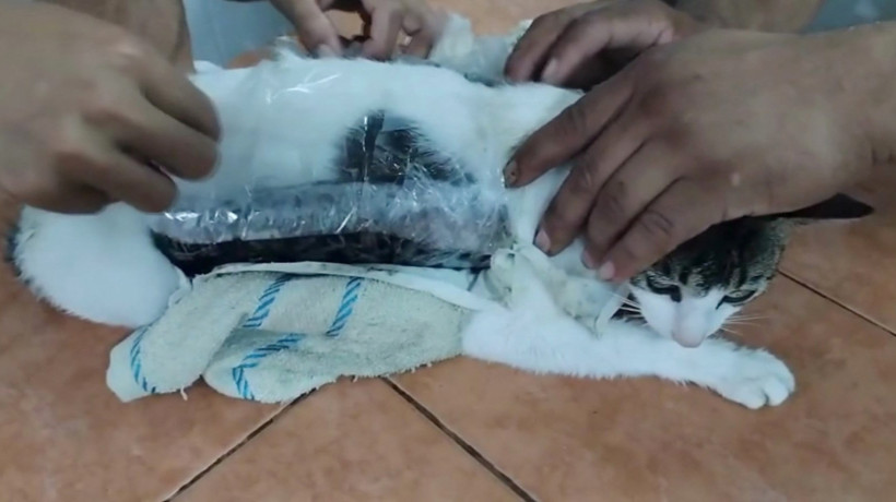 Gato pego quando se dirigia a uma prisão costarriquenha com pacotes contendo 235,65 gramas de maconha e 67,76 gramas de crack presas ao corpo