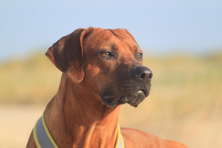 4º) Ridgeback da Rodésia: Originalmente criado para caçar leões, essa raça originária da África do Sul tem muita força e resistência. É conhecido por uma faixa de pelos invertidos nas costas — sua marca registrada.