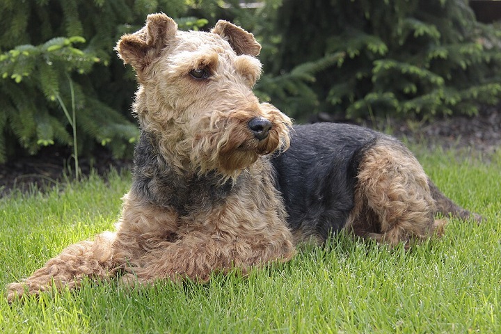 5º) Welsh Terrier: Raça britânica de porte médio, conhecida por sua pelagem densa e dura, geralmente em tons de preto e castanho. É corajoso, brincalhão e muito leal, sendo um ótimo cão de companhia para famílias ativas. 