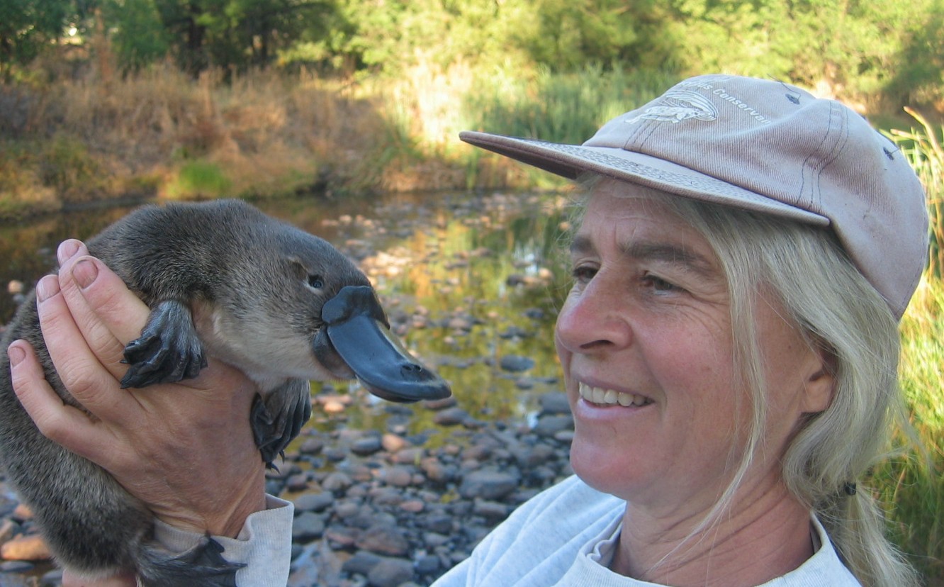 A Australian Platypus Conservancy é uma  uma organização não governamental e sem fins lucrativos, fundada em 1994 e  dedicada à conservação do ornitorrinco.    Os estudiosos fazem diversas ações de preservação e descrevem as principais ameaças para o animal, visando à sobrevivência da espécie. 