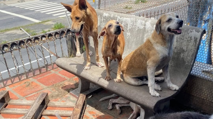 Cães resgatados na avenida Mister Hull
