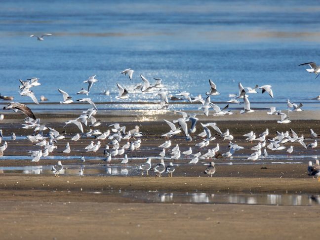 Essas aves desempenham um papel importante nos ecossistemas marinhos, ajudando a controlar populações de peixes e invertebrados e atuando como indicadores da saúde ambiental.