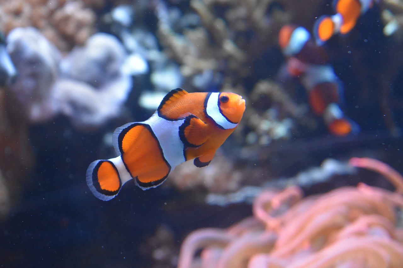 Dessa forma, amphiprion é um gênero de pequenos peixes com intensa coloração corporal pertencente à subfamília Amphiprioninae da família Pomacentridae.