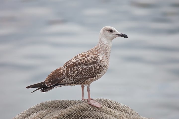 As gaivotas são aves marinhas pertencentes à família Laridae, conhecidas por sua adaptabilidade e presença em diversas partes do mundo.