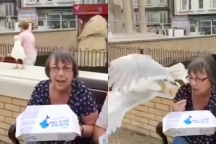 Gaivotas têm fama de serem destemidas e até mesmo ousadas quando o assunto é roubar comida. No YouTube, existem vários vídeos mostrando esse talento.