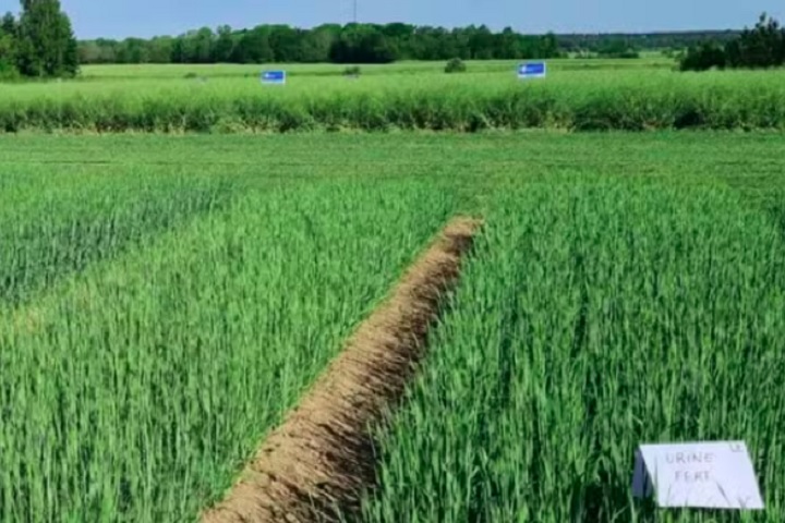 A urina foi tratada em uma usina e virou um pó, que depois foi espalhado em plantações de cevada maltada na ilha de Gotland.