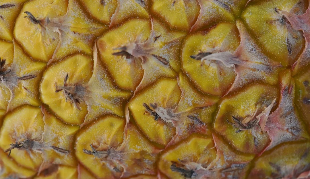 Estes benefícios incluem fortalecimento do sistema imunológico, redução de inflamações, promoção da saúde cardiovascular e auxílio na digestão.