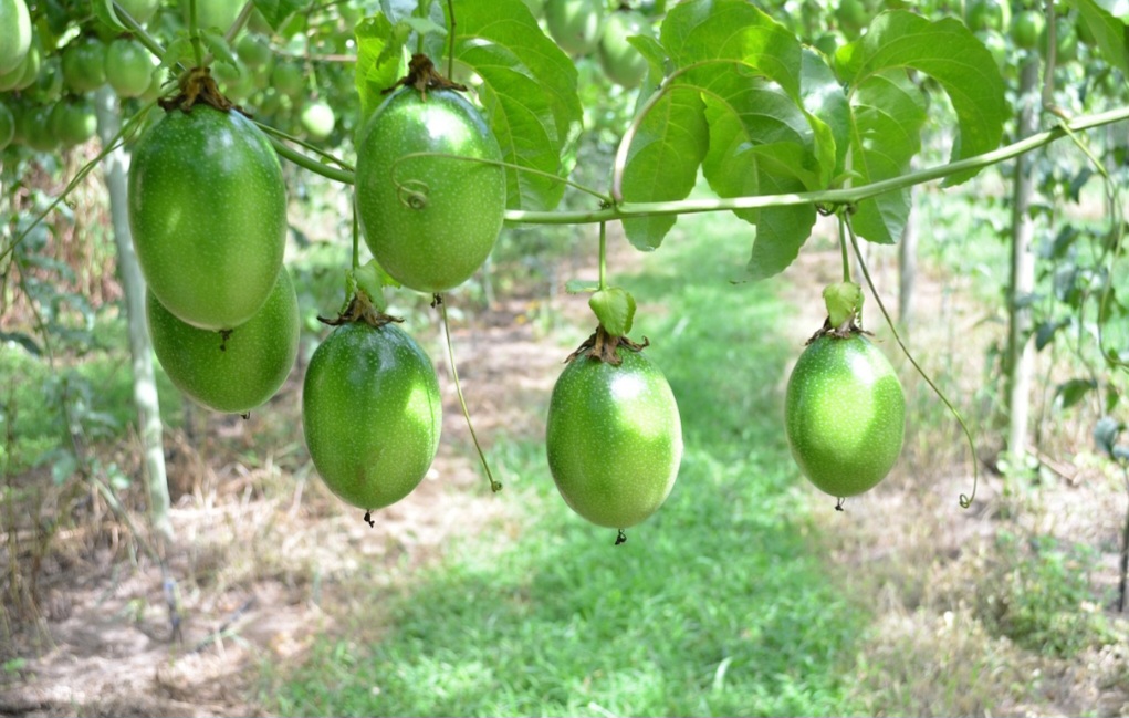 No século XVI, exploradores portugueses e espanhóis levaram sementes de maracujá para seus países. A partir disso, a fruta se espalhou por diversas regiões do mundo, incluindo a Ásia, África e Oceania. 
