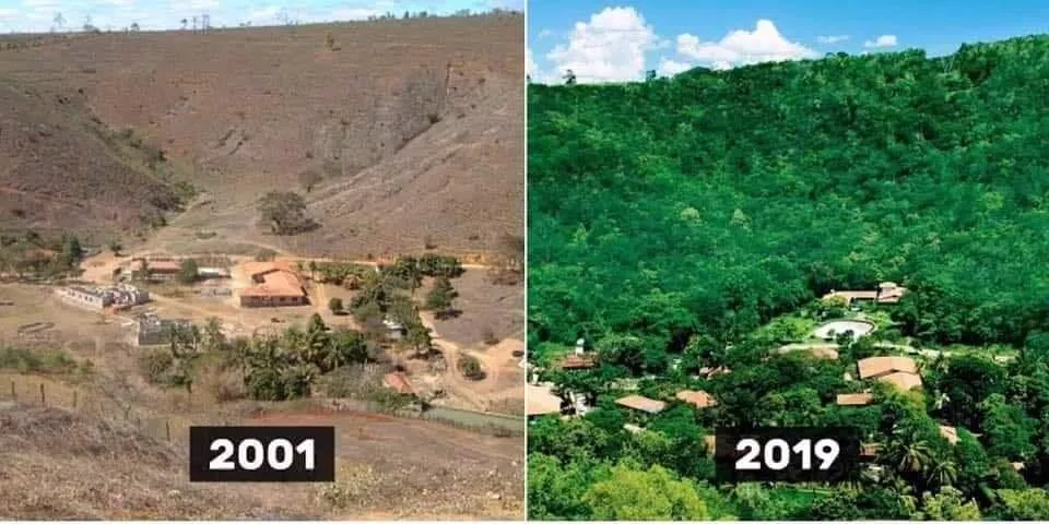 Mais de 2 milhões de árvores foram plantadas por Sebastião Salgado e Lélia em um projeto que transformou um deserto verde em floresta nativa
