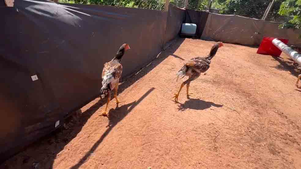 Os galos gigantes contrariam a ideia de que seriam feitos para rinhas, dada a imponência. Os criadores contam que trata-se de uma espécie dócil.