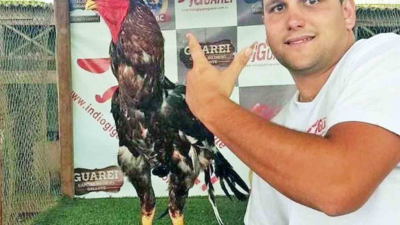 O macho adulto pode pesar até oito quilos e a fêmea, cinco. No entanto, muitos criadores incorporam essas aves nas propriedades pelo exotismo e não as abatem. 