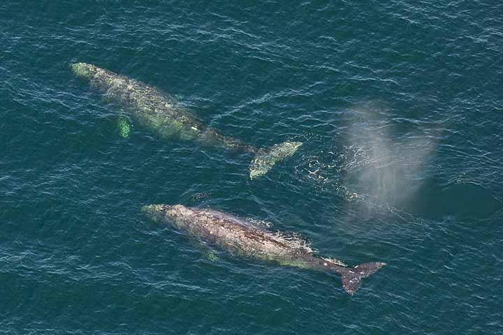Essa espécie faz uma das migrações anuais mais longas de qualquer mamífero, viajando cerca de 16 mil km e, em alguns casos, mais de 20 mil km. 