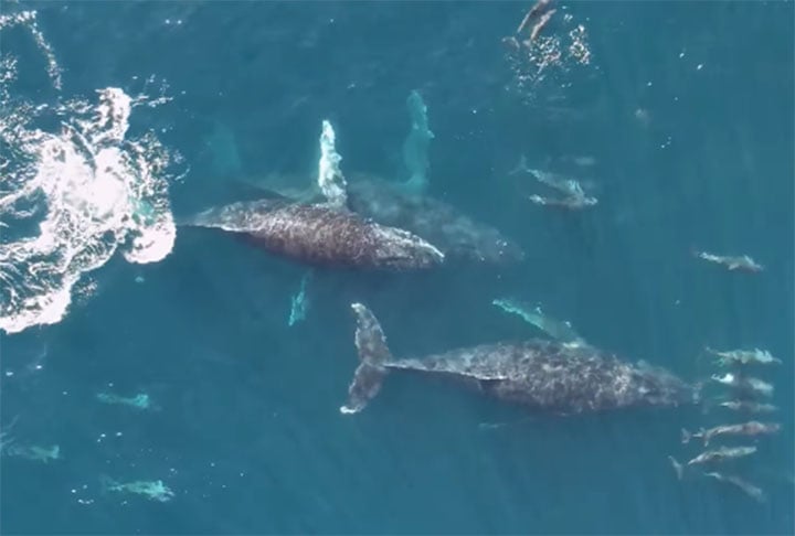 Curiosamente, quando dormem somente um lado do cérebro descansa. O outro fica ativo para que o animal cuide da respiração e não se afogue.