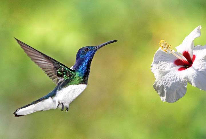 Na perspectiva dos maias, quando um desses pássaros aparece, significa que um ente querido falecido está pensando naquela pessoa. Quando o pássaro é visto logo após a morte de alguém, isso indica que a pessoa está em paz.