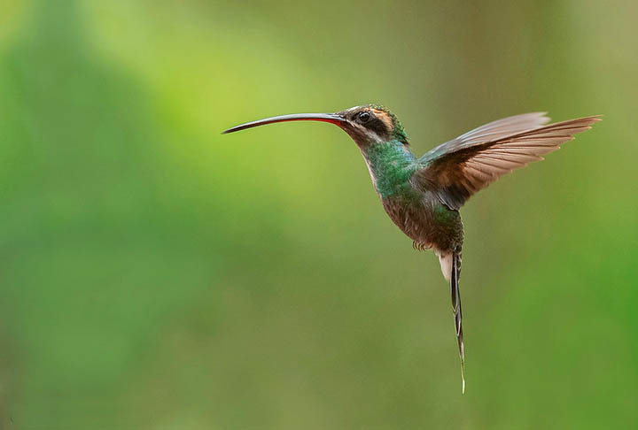 Até por essa razão, os beija-flores nunca foram mantidos como aves cativas pelos seres humanos.