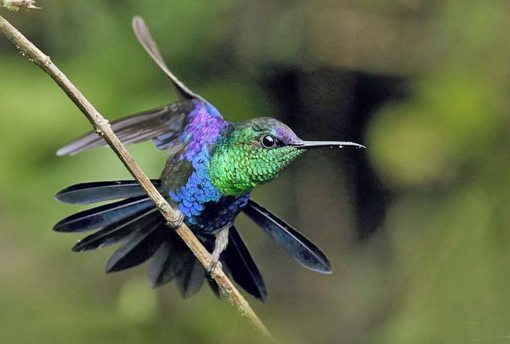 Em diversas civilizações, os beija-flores são considerados seres muito especiais, com histórias envolventes e lendas sobre suas cores vivas e poder hipnótico.