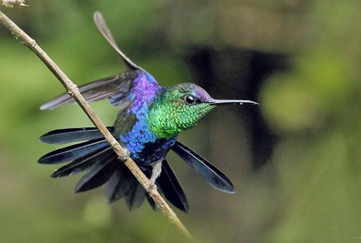 Na cultura Asteca, os beija-flores eram considerados guerreiros corajosos em vida, devido ao seu pequeno tamanho, mas grande força e energia para voar.