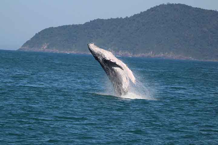 As baleias-de-bryde receberam esse nome em homenagem ao norueguês Johan Bryde, pioneiro no desenvolvimento da estação de caça à baleias na África do Sul, no início do século XX.