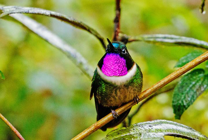 Caso alguém desejasse boa sorte a outra pessoa, o beija-flor ‘pegava’ esse desejo e levava até ela.