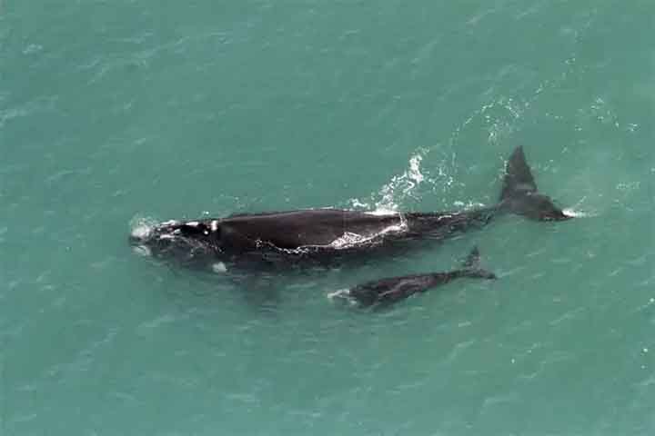 Conforme dados de 2020, do Instituto Australis, que atua pela conservação dos animais, a espécie tinha uma taxa de crescimento de 4,8% ao ano, com base em 15 anos de dados de sobrevoos para monitoramento. 