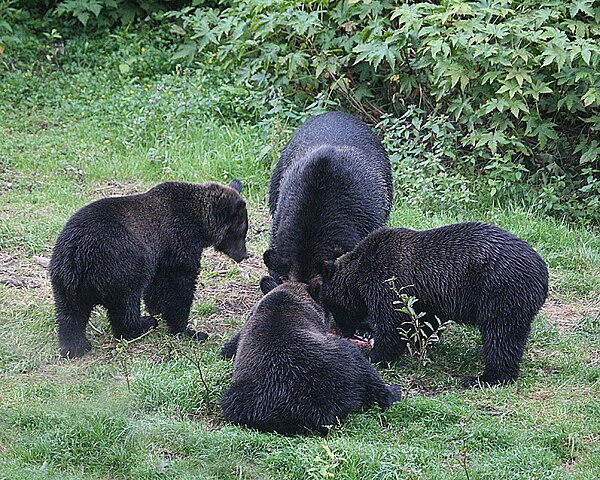Nessas horas, não adiantaria nem correr, pois os ursos dessa espécie alcançam uma velocidade de até 50 km/h.