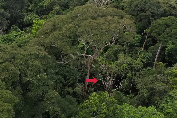 Os pesquisadores agora investigam quais características tornam essas árvores resistentes aos raios e se outras espécies também compartilham essa habilidade.