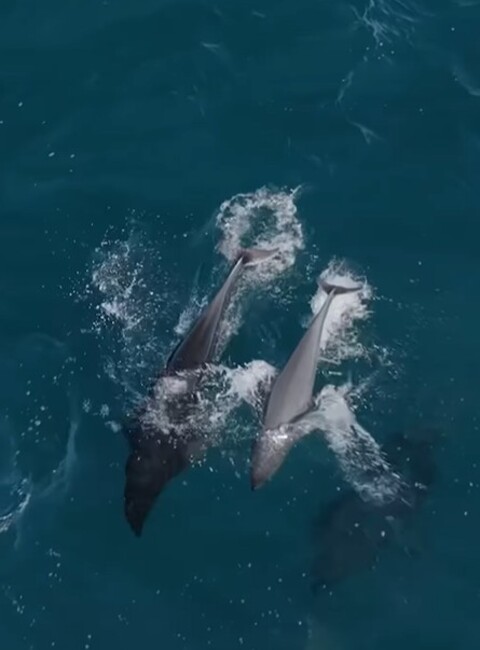 Brodsky, que é cinegrafista da empresa de passeios de barco Monterey Bay Whale Watch, avistou os golfinhos a cerca de 17 quilômetros do porto. “Quando eles saltam, parecem sobrancelhas voadoras”, declarou o capitão de barca, referindo-se ao fato de esses mamíferos pertencerem a uma das poucas espécies de golfinho sem barbatana dorsal.

