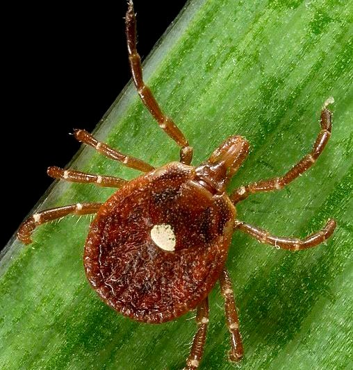 Se ele estiver infectado com a bactéria Rickettsia rickettsii e picar uma pessoa, pode transmitir a febre maculosa, que pode causar sintomas graves e, em casos mais severos, até mesmo levar à morte.