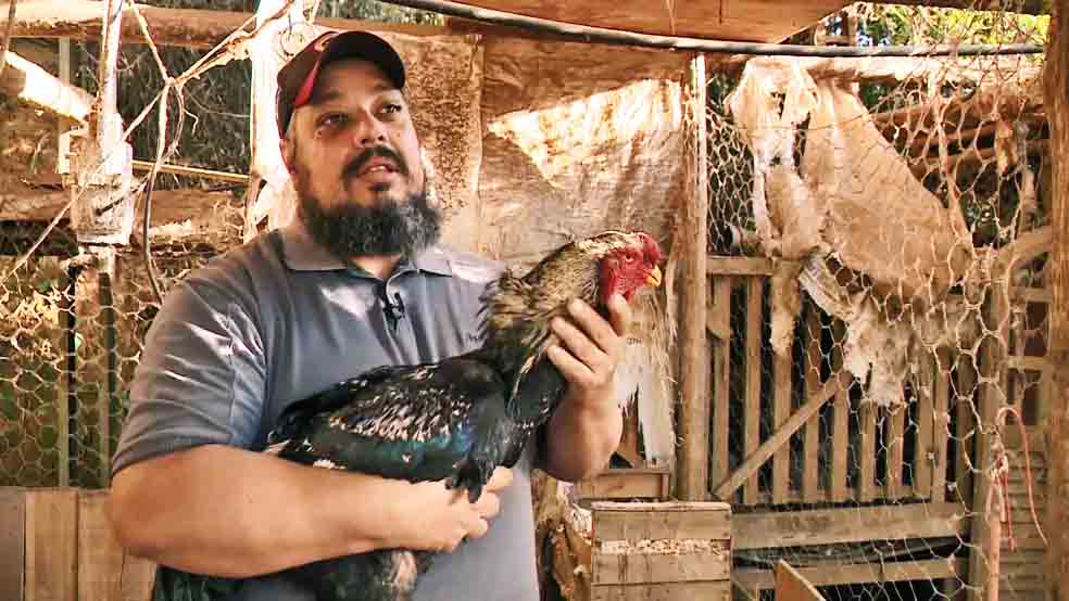 O produtor relatou na ocasião que chegou a vender uma ave dessa espécie por R$ 6 mil por causa do potencial de lucro que elas têm com ovos especiais
