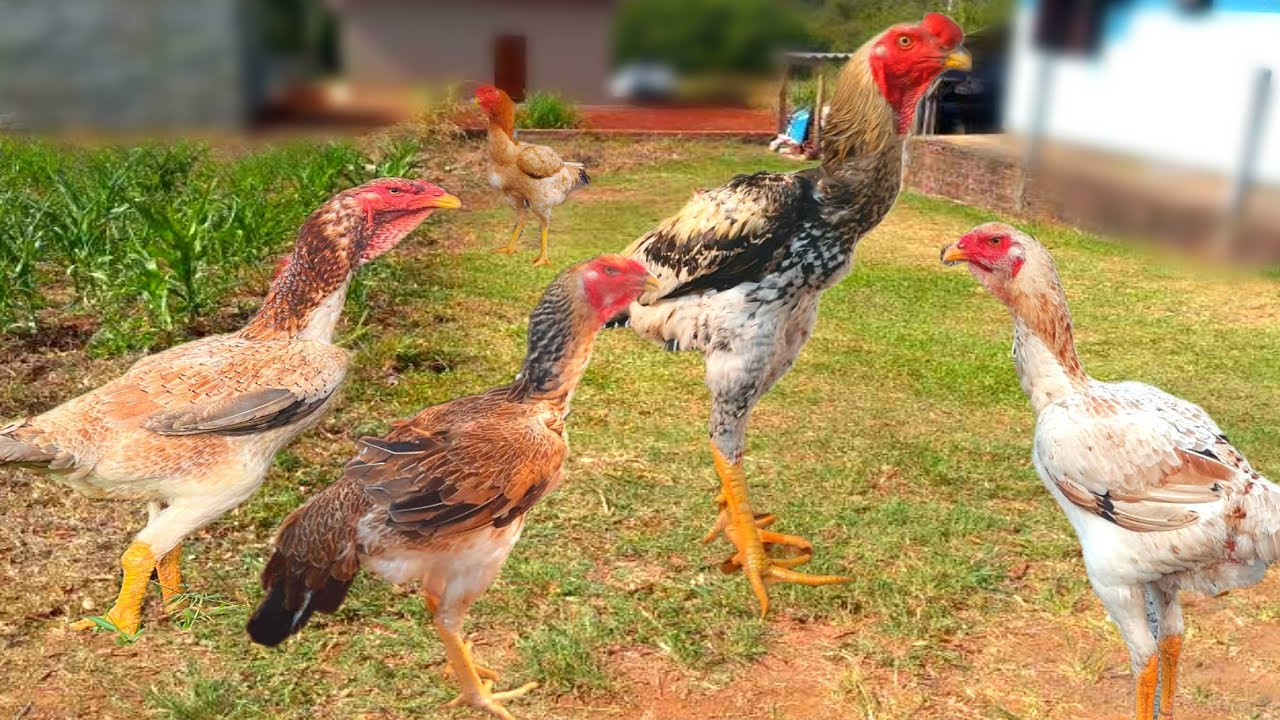 Após 130 dias de desenvolvimento, as fêmeas já chegam a ter em média 2,5 quilos; e os machos, 3 quilos.