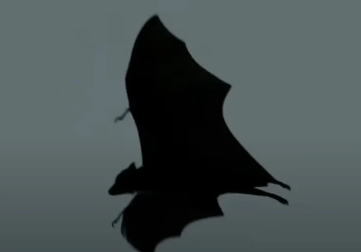 Os morcegos estão entre os animais mais antigos da terra. O fóssil do mamífero mais antigo encontrado data de aproximadamente 50 milhões de anos.