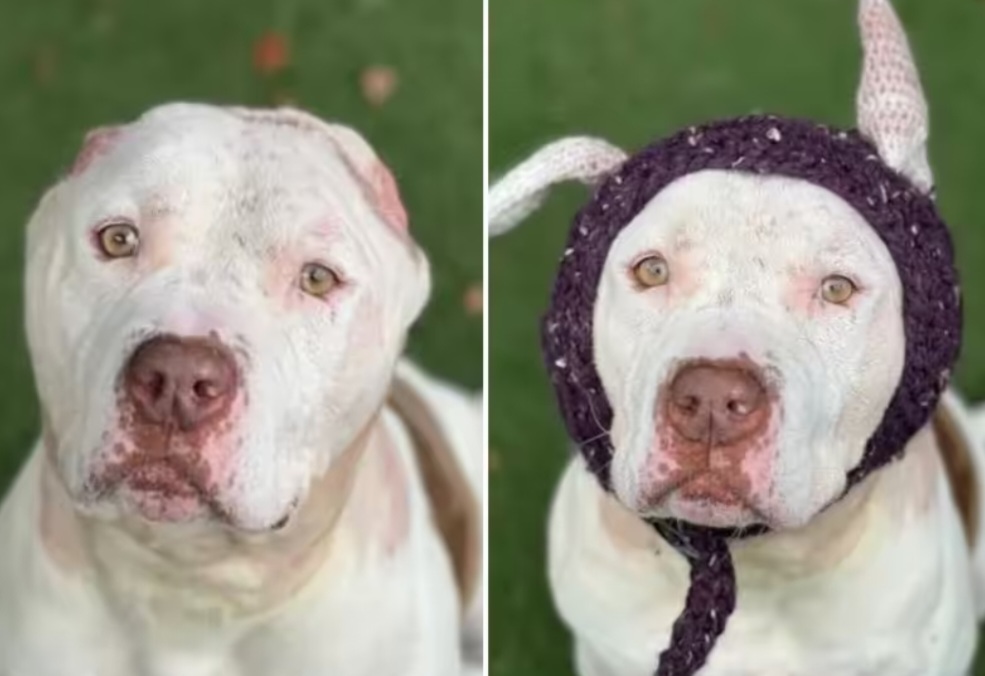 Nos Estados Unidos, um pitbull que perdeu as orelhas durante um ataque de outros cachorros ganhou orelhas de crochê e foi adotado por uma família, que lhe chamou de Willy Wonka. 