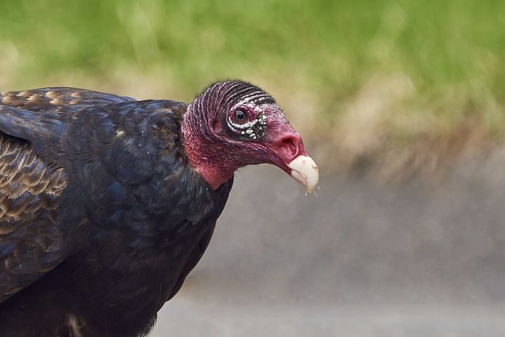 Diferentemente de outras aves de rapina, ele possui um olfato altamente desenvolvido, sendo capaz de detectar odores de carne em decomposição a grandes distâncias, o que é incomum entre aves.
