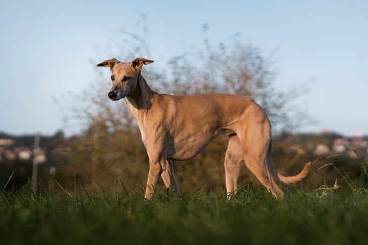 8º) Galgo Italiano: Também chamada de Italian Greyhound, essa é uma raça elegante e esguia, descendente dos antigos galgos do Egito e Roma Antiga. Apesar do aspecto frágil, é ágil e adora correr.