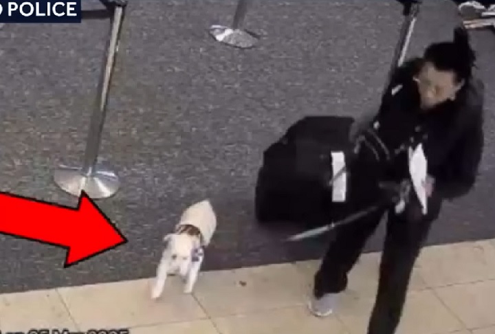 O cachorro foi reconhecido por um microchip implantado, e a autópsia confirmou que a causa da morte foi afogamento.