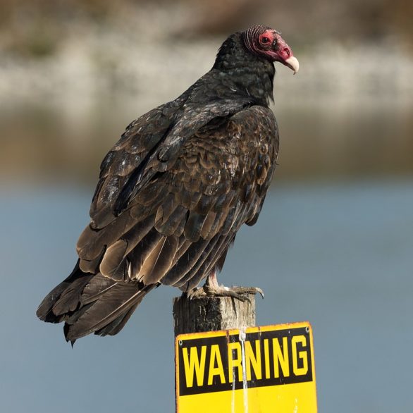 O urubu-de-cabeça-vermelha é uma ave de rapina necrófaga da família Cathartidae, comum em grande parte das Américas.