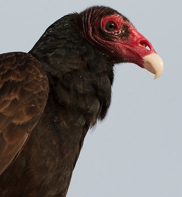 O ácido estomacal expelido pelo urubu-de-cabeça-vermelha chega a ser 100 vezes mais forte que o produzido pelos humanos.