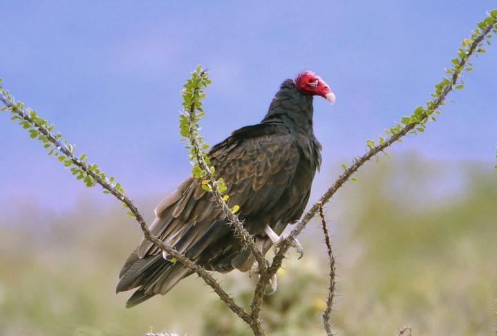 Apesar de sua envergadura, ele ainda é alvo de predadores, e seu ácido estomacal extremamente forte é usado para causar queimaduras.