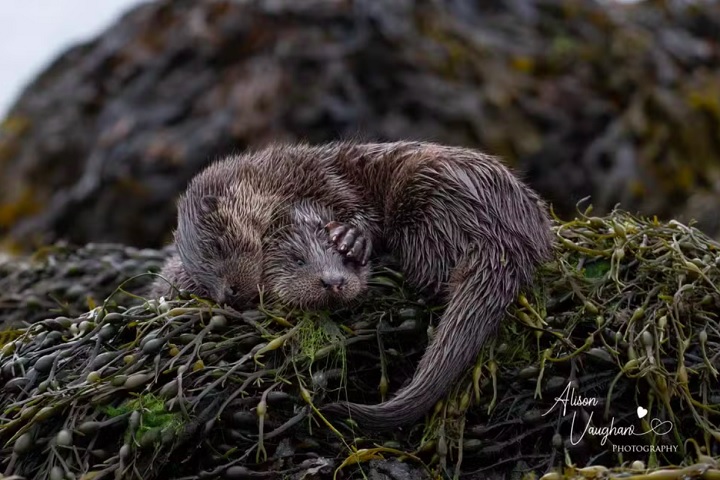 Coma, durma, brinque, repita, por Alison Vaughan: A fotógrafa viajou à Ilha de Mull, na Escócia, para capturar imagens de lontras, seu animal favorito. Escondida atrás de uma rocha, observou dois filhotes caçando, brincando e, depois, dormindo exaustos. 