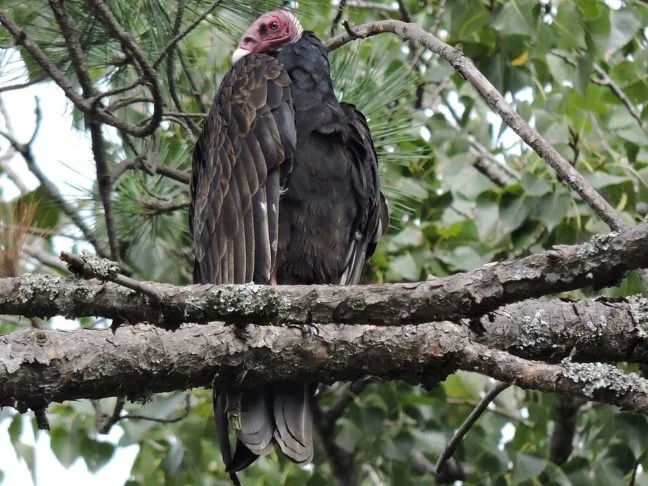Esse urubu se reproduz em cavidades naturais, como troncos ocos ou fendas de rochas, e não constrói ninhos elaborados.