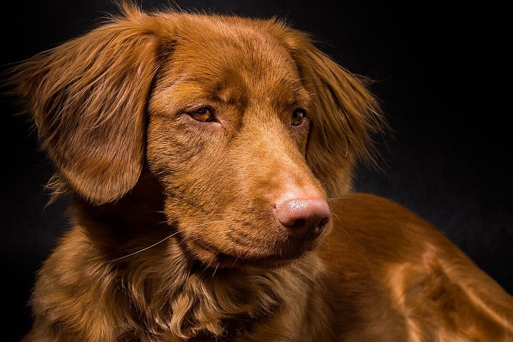 7º) Tolling Retriever: Original do Canadá, é a menor das raças retriever. Criado para atrair patos durante a caça (daí o nome tolling), seu comportamento brincalhão imita raposas, curiosidade que encanta as aves. 